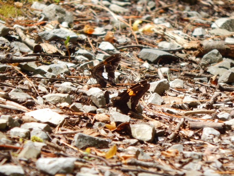 -Allison(lady slippers, doll, thunderstorm) 088 (1280x960)