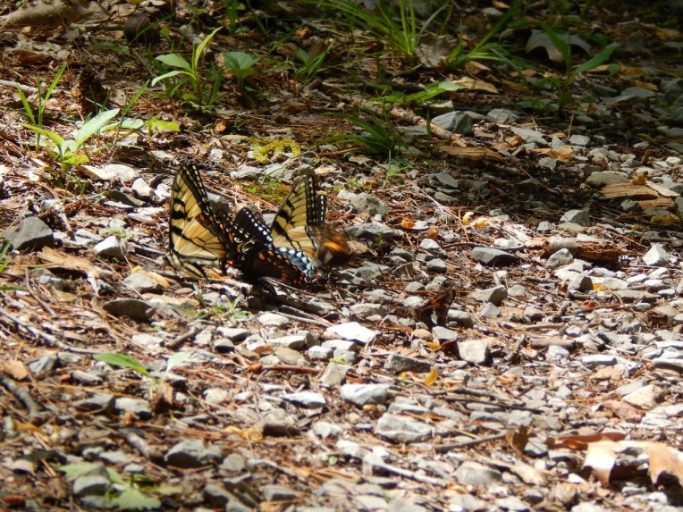 -Allison(lady slippers, doll, thunderstorm) 092 (1280x960)