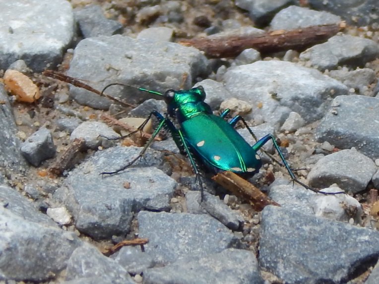 -Allison(lady slippers, doll, thunderstorm) 099 (1024x768)