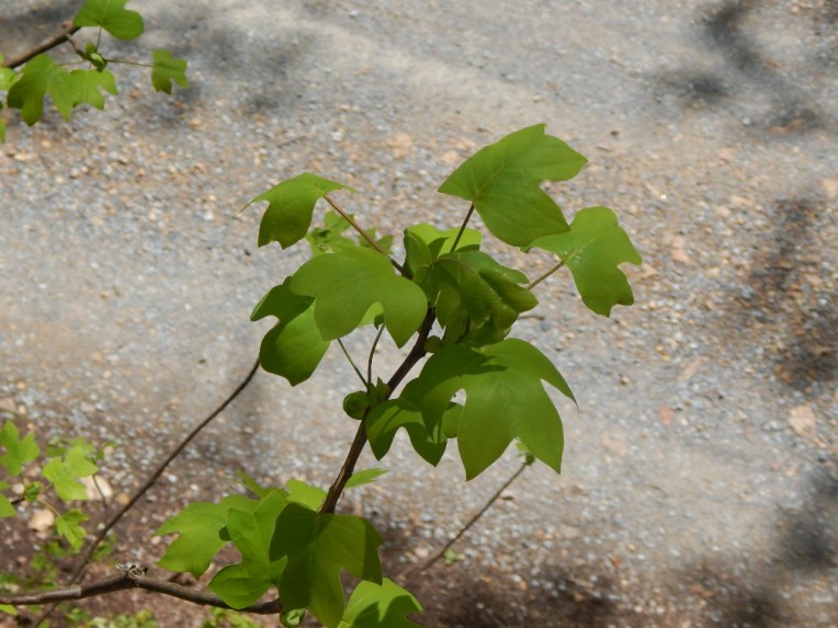 -Allison(lady slippers, doll, thunderstorm) 112 (1280x960)