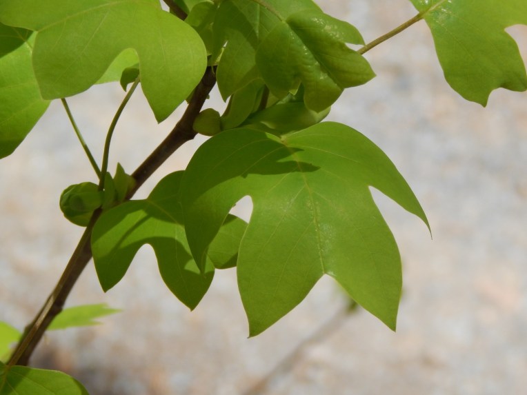 -Allison(lady slippers, doll, thunderstorm) 113 (1280x960)