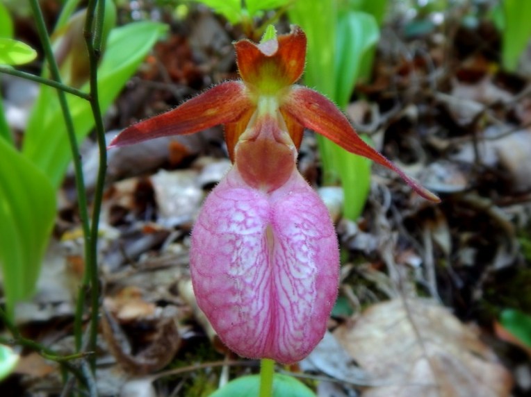 edited lady's slipper
