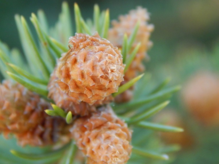 flowers (26) (1024x768)