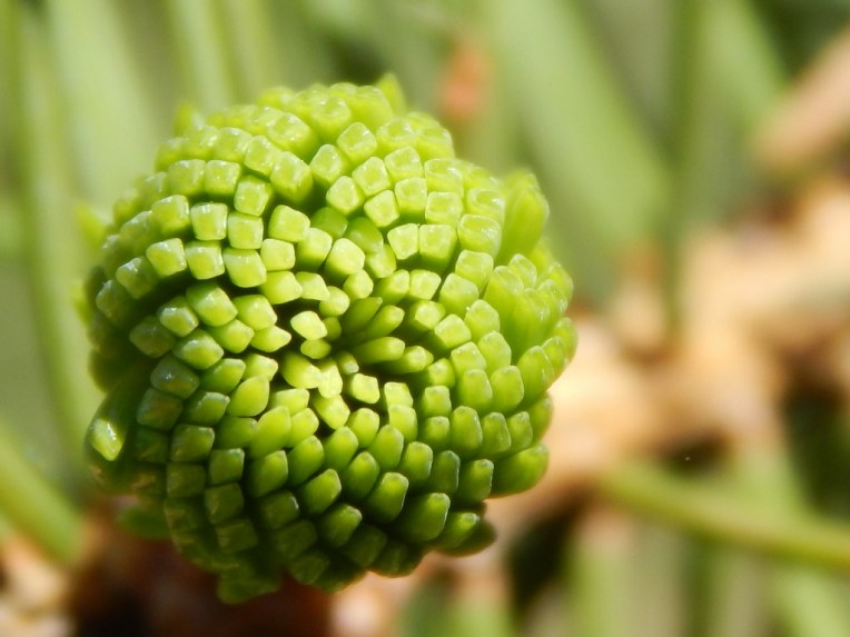 flowers (27) (1024x768)