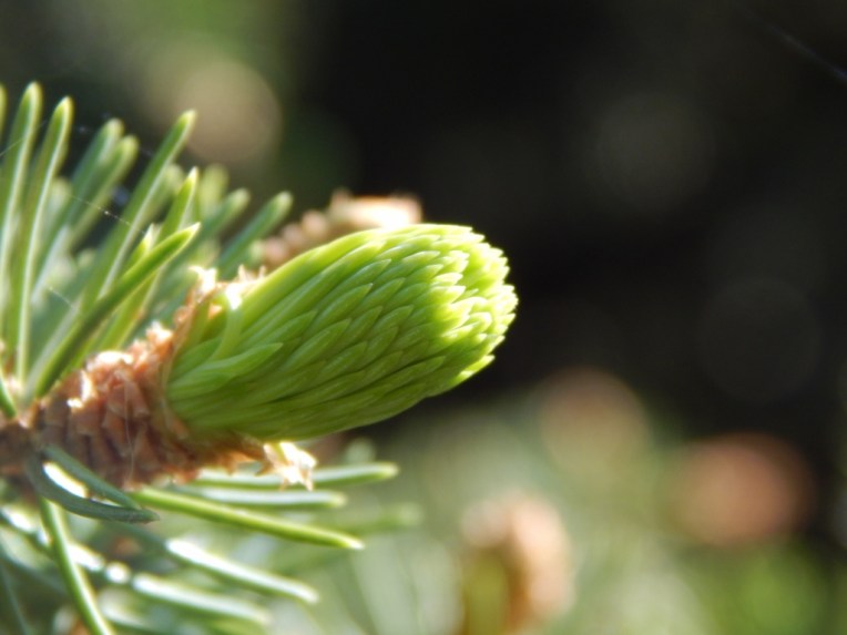 flowers (28) (1024x768)