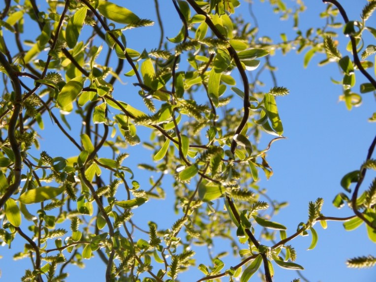 flowers (29) (1024x768)