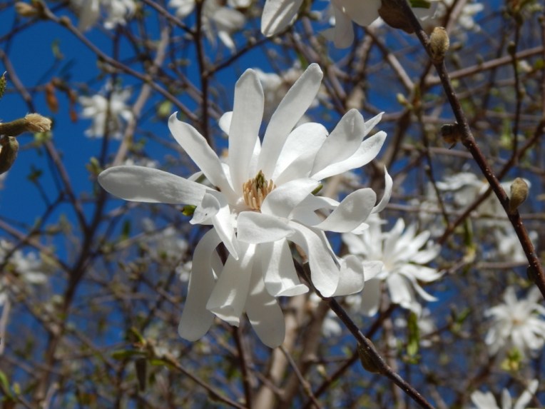 flowers (36) (1024x768)