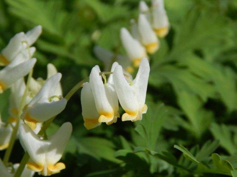 flowers (37) (1024x768)