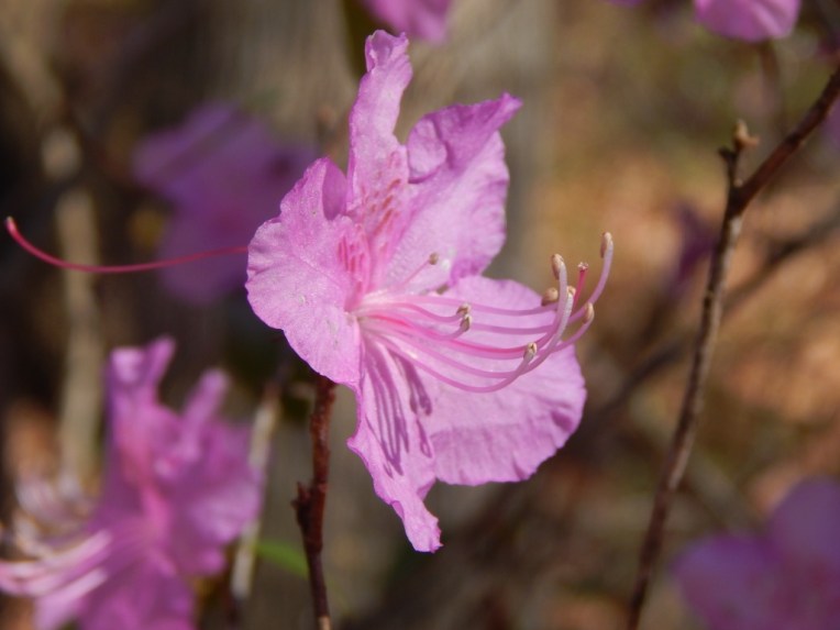 flowers (38) (1024x768)