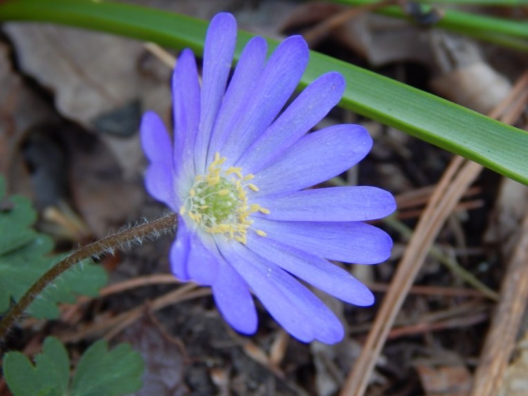 flowers (39) (1024x768)