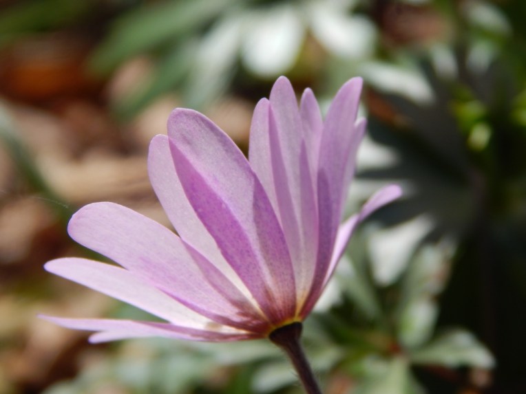 flowers (40) (1024x768)