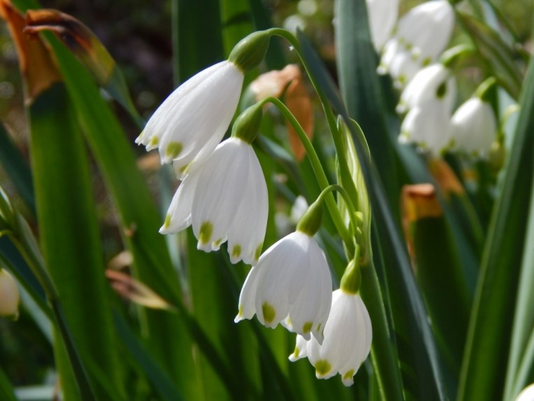 flowers (41) (1024x768)