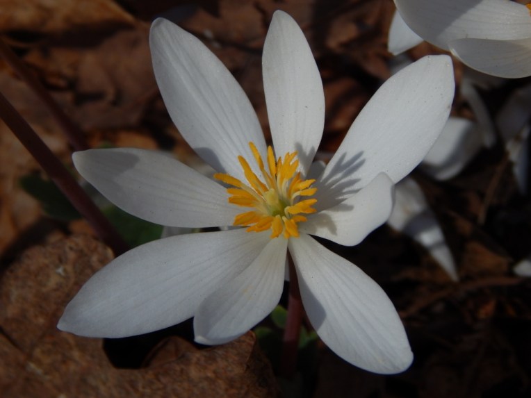 flowers (43) (1024x768)