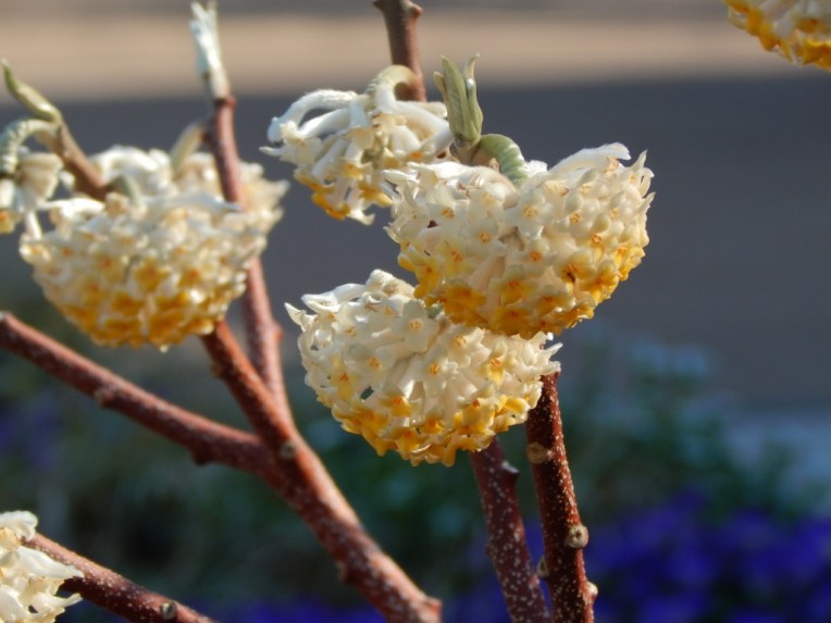 flowers (44) (1024x768)