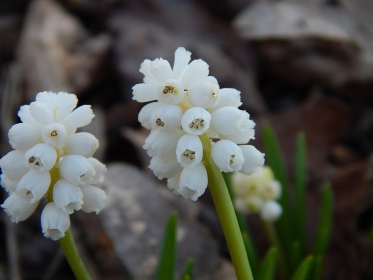 flowers (45) (1024x768)