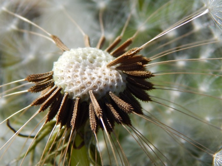 flowers (46) (1024x768)