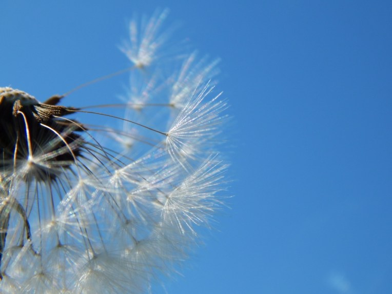 flowers (47) (1024x768)