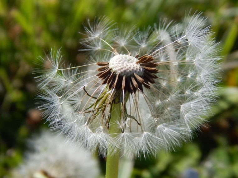 flowers (48) (1024x768)