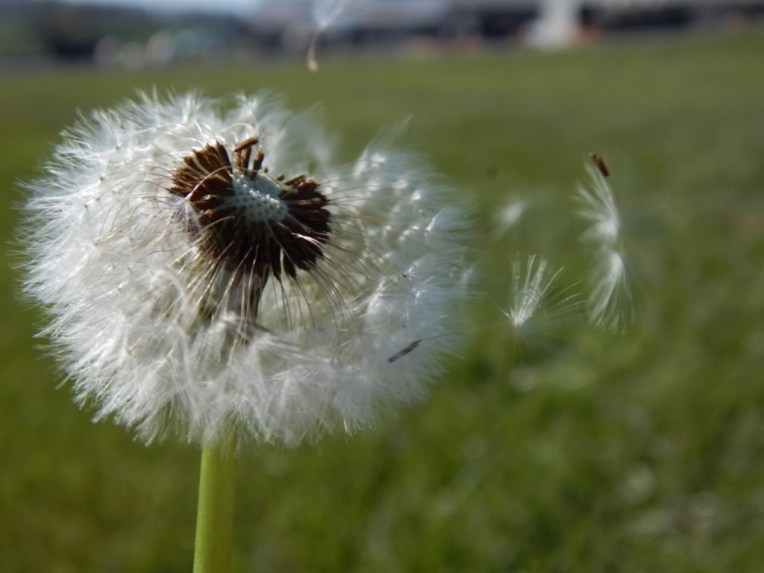 flowers (49) (1024x768)