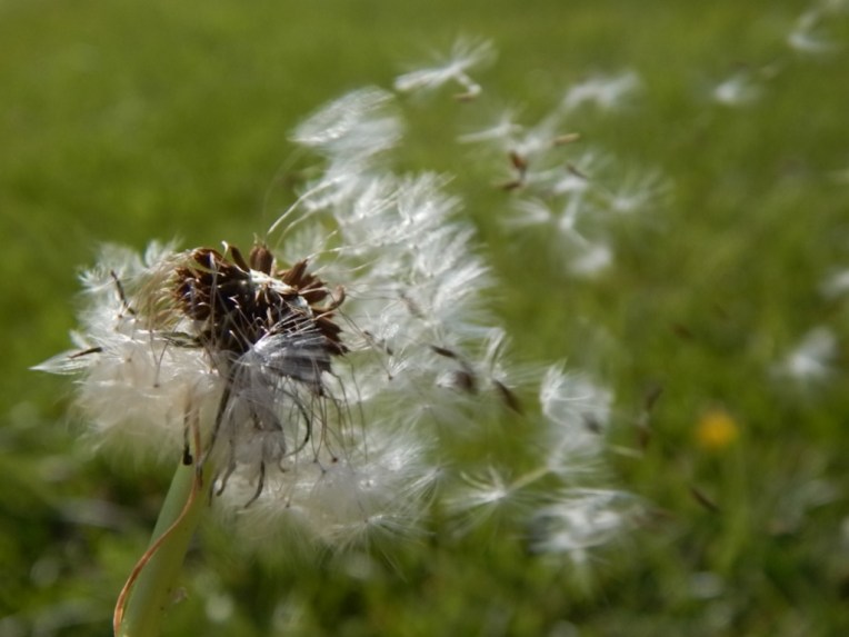 flowers (50) (1024x768)