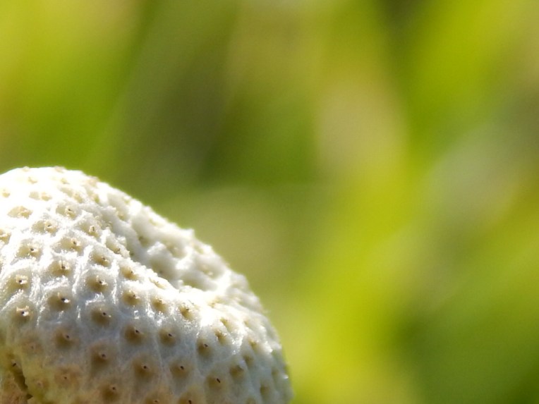 flowers (52) (1024x768)