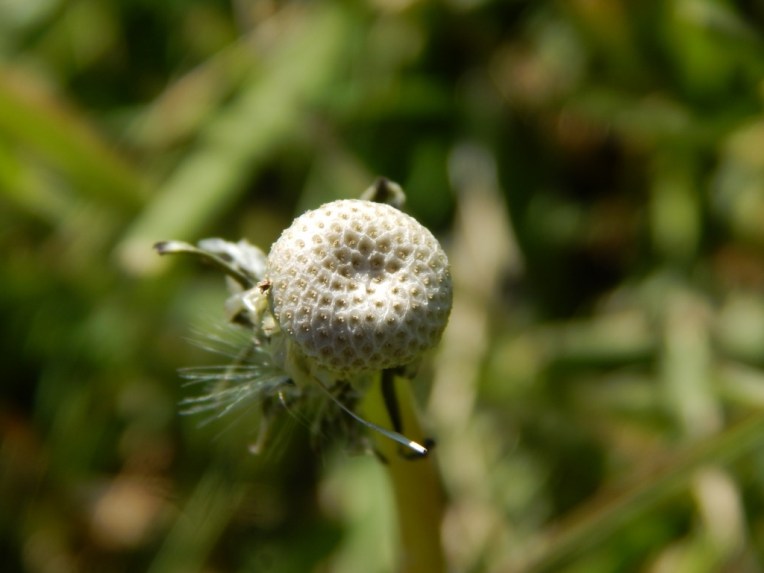 flowers (53) (1024x768)