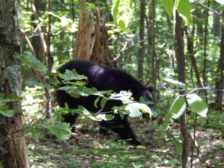 -Allison(hike) 010 (1024x768)