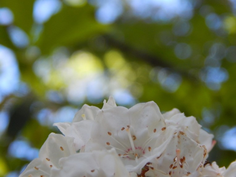 -Allison(hike) 119 (1024x768)