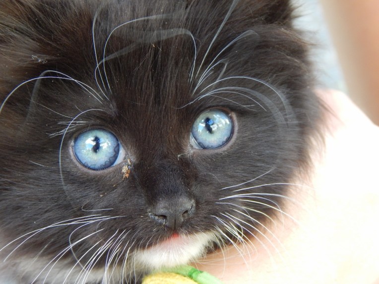 -Allison(kitten, baby bird) 006 (1280x960)