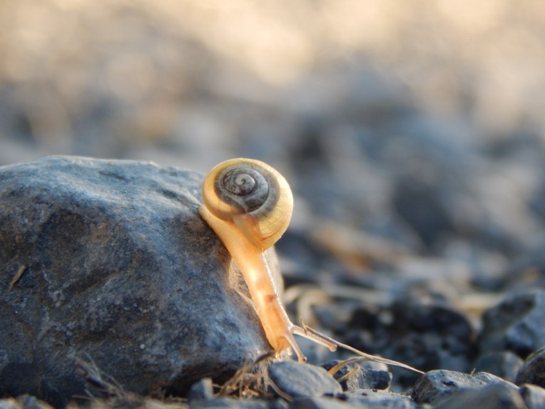 -Allison(rainbow, snails) 050 (1024x768)