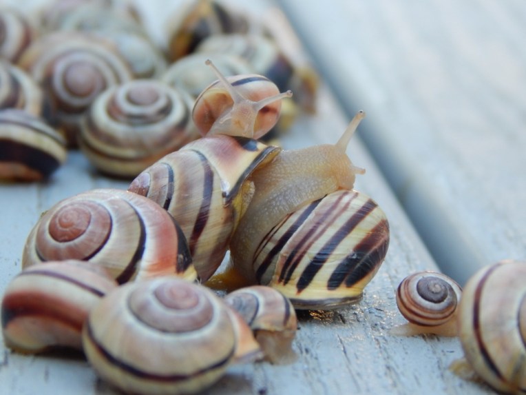 -Allison(rainbow, snails) 056 (1024x768)