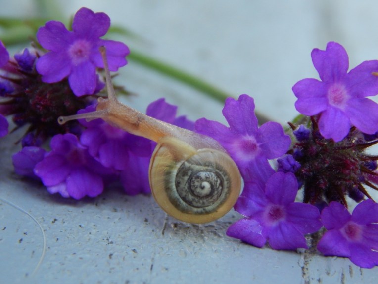 -Allison(rainbow, snails) 060 (1024x768)