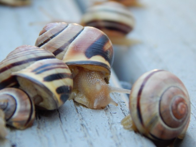 -Allison(rainbow, snails) 061 (1024x768)