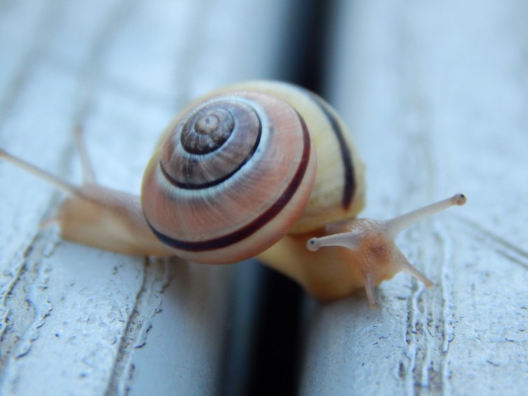 -Allison(rainbow, snails) 077 (1024x768)