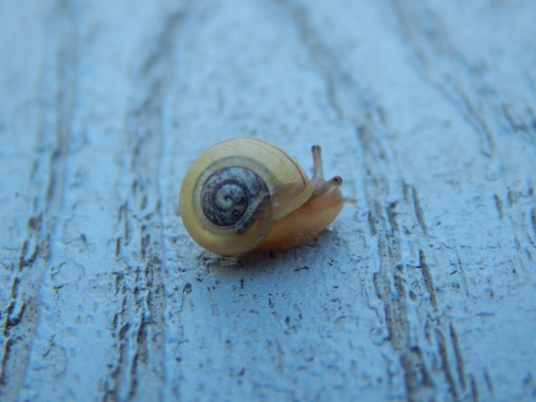 -Allison(rainbow, snails) 088 (1024x768)