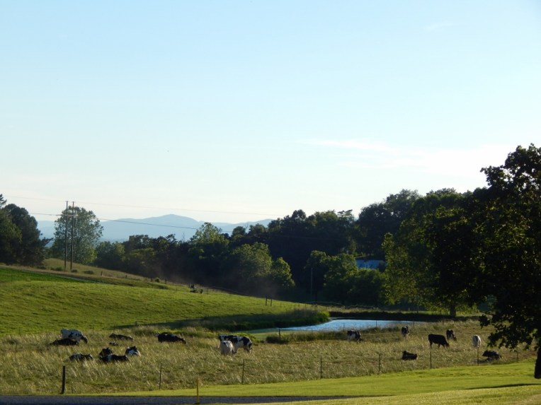 -Allison(rocket, kittens) 006 (1024x768)