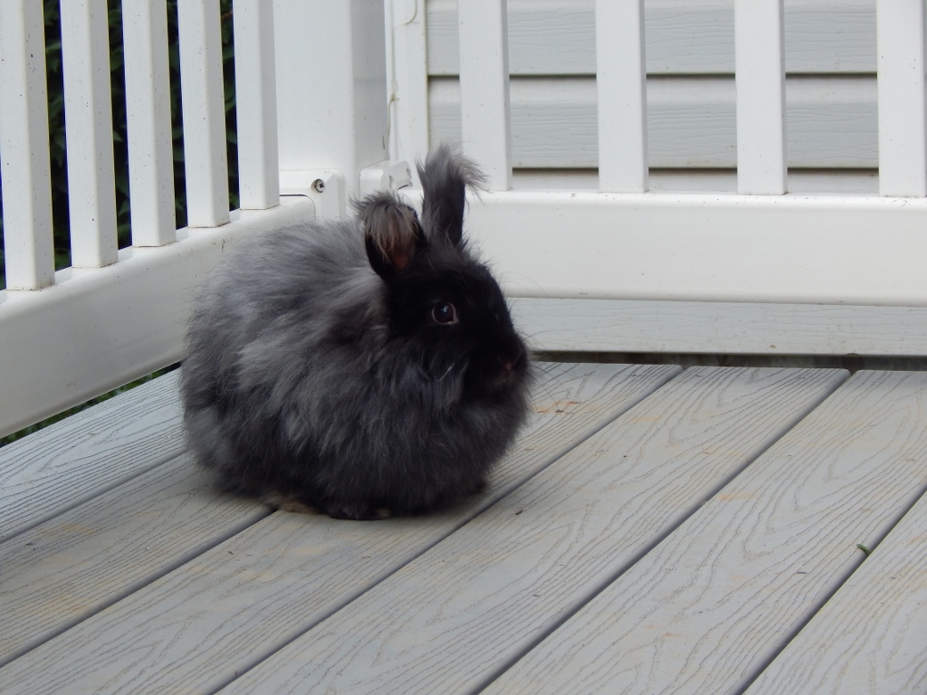 -Allison(bunnies) 020 (1024x768)