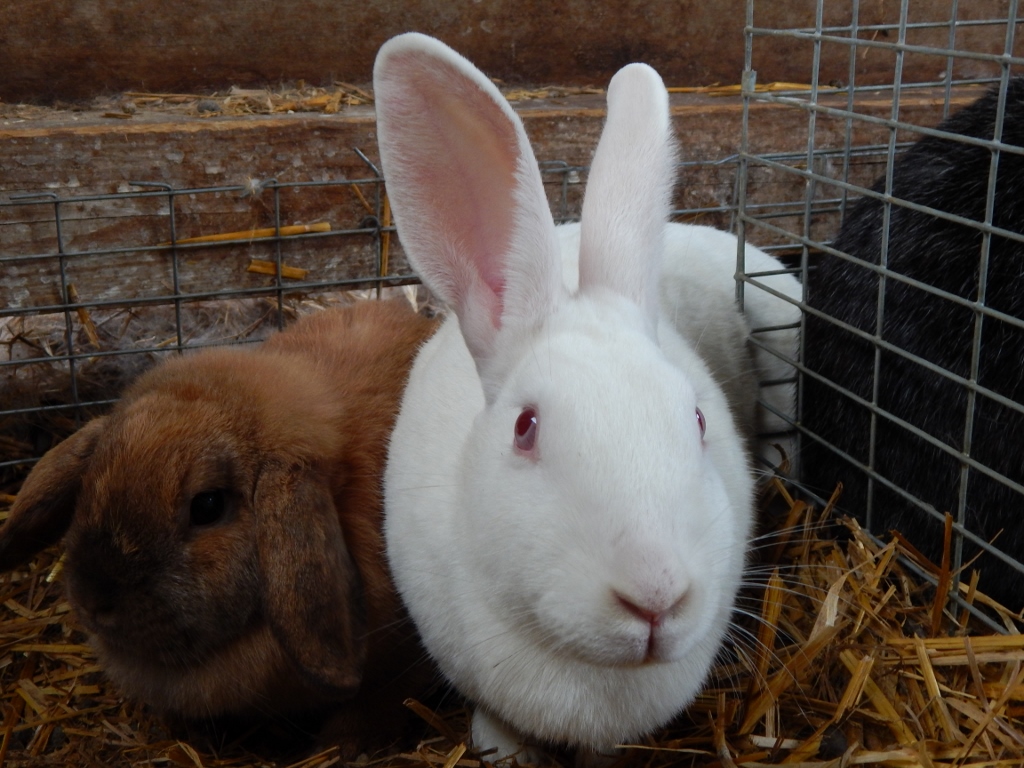 -Allison(bunnies, mystery pictures) 027 (1024x768)