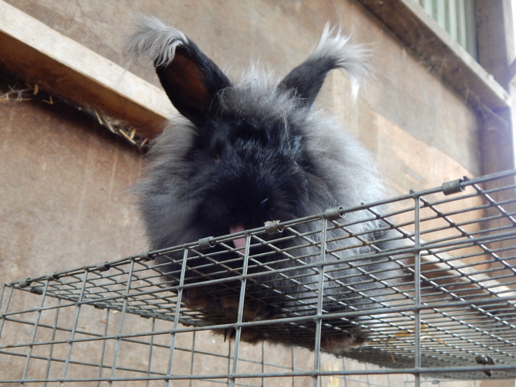 -Allison(bunnies, mystery pictures) 028 (1024x768)