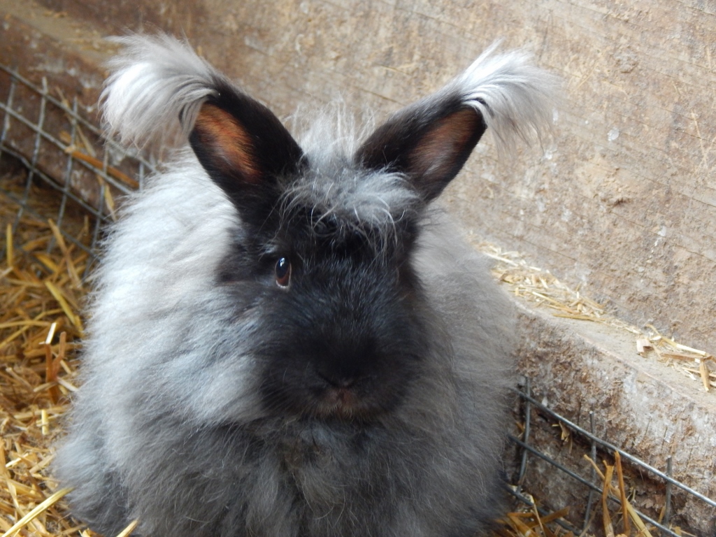 -Allison(bunnies, mystery pictures) 029 (1024x768)