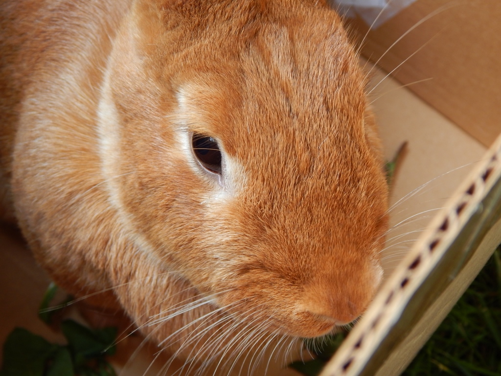 -Allison(doll, mystery pictures, bunnies) 034 (1024x768)