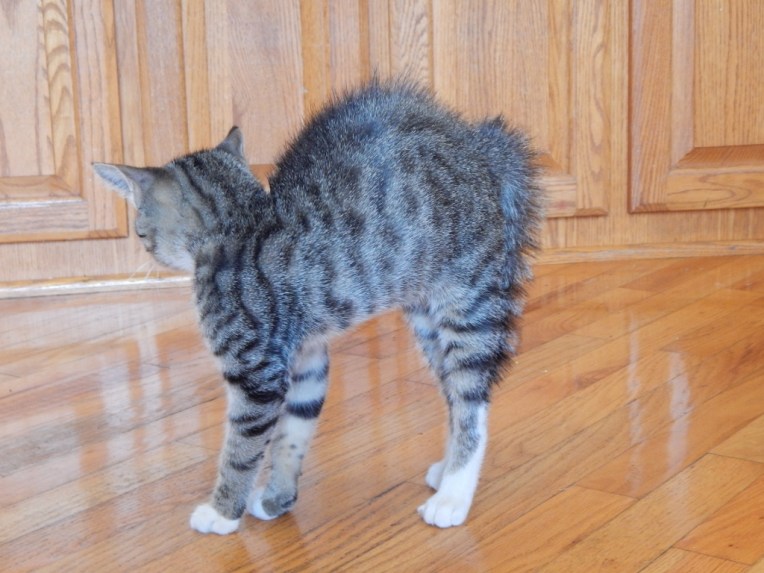 -Allison(on the roof, reunion, cats and bunnies) 004 (1024x768)