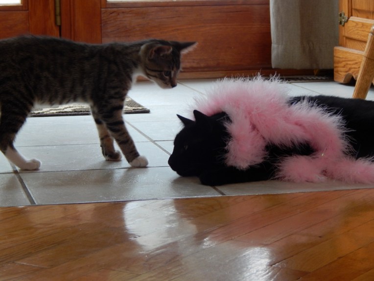 -Allison(on the roof, reunion, cats and bunnies) 012 (1024x768)