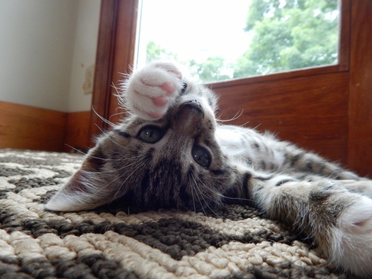 -Allison(pool) 116 (1024x768).jpg