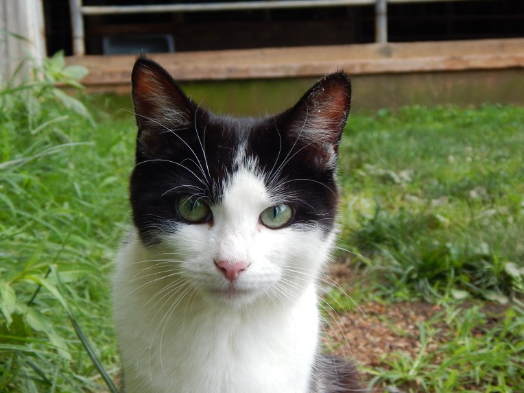 -Allison(puppies, hike, Jinx) 011