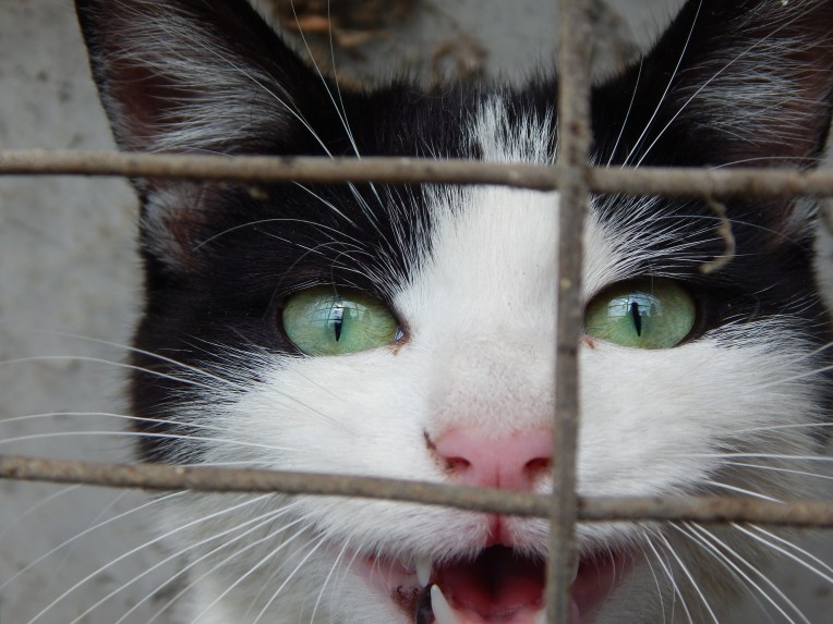 -Allison(puppies, hike, Jinx) 012