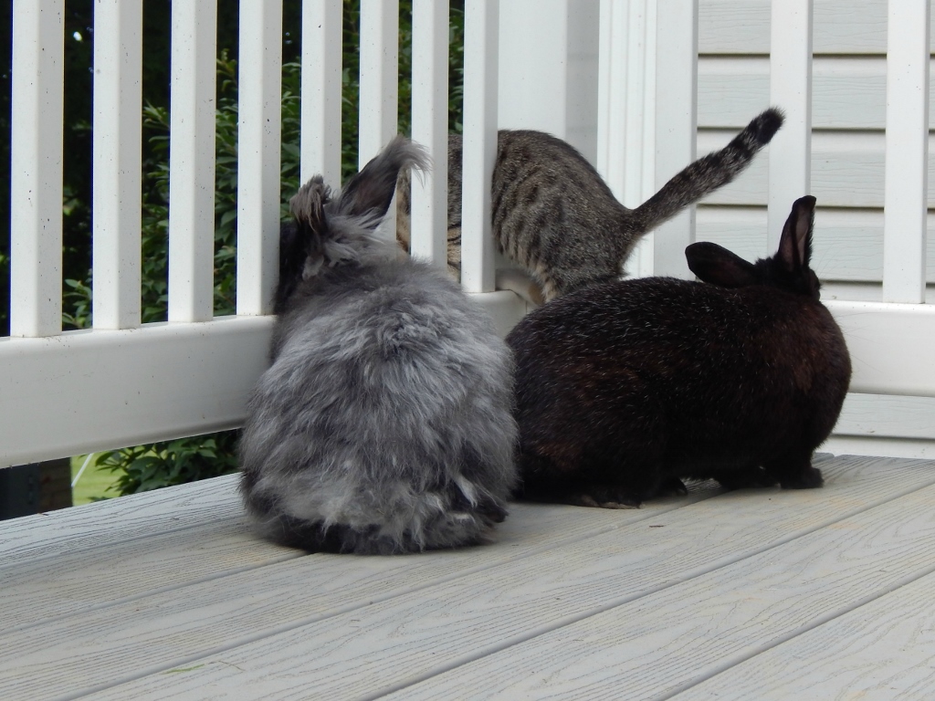 bunnies 1 (1024x768)