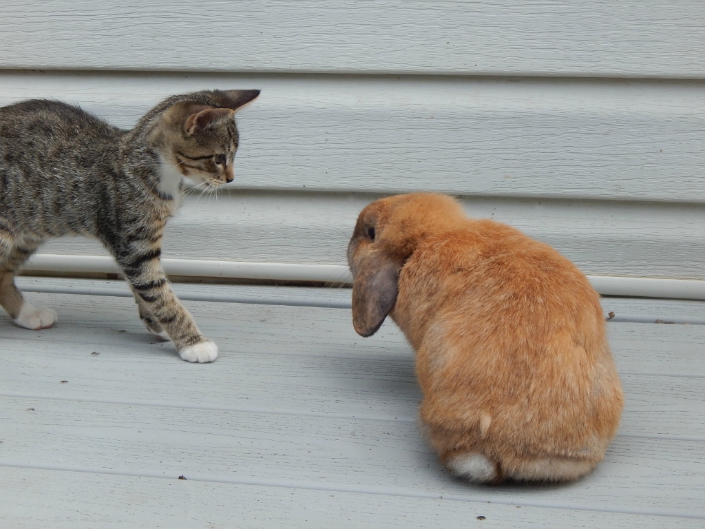 bunnies 2 (1024x768)