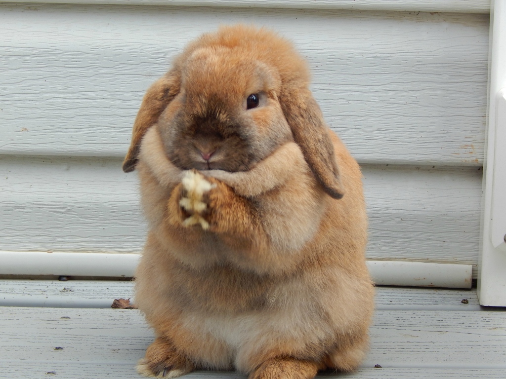 Clemmie 1 (1024x768)