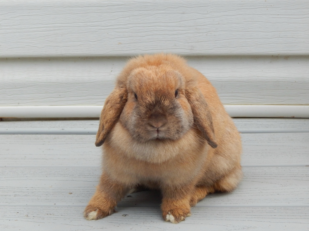 Clemmie 2 (1024x768)